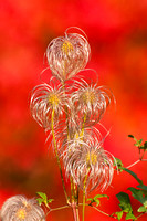 Clematis seed heads, autumn