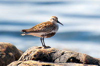 Dunlin, summer plumage