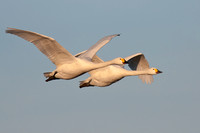 Bewick's Swans in flight, evening light