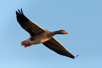 Greylag Goose in flight, evening light