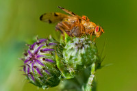 2013-07-06-Insects LR-247