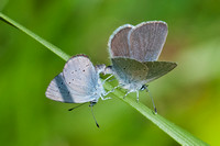 Small Blue butterflies