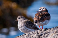 Purple Sandpiper with a Turnstone in the background