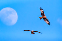 Red Kites and the moon by day