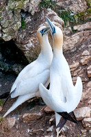 Gannets billing, Bempton Cliffs
