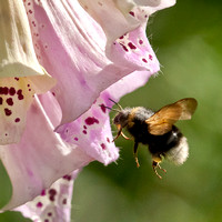2012-06-30-Garden, bees-028