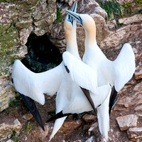 Gannets pair bonding