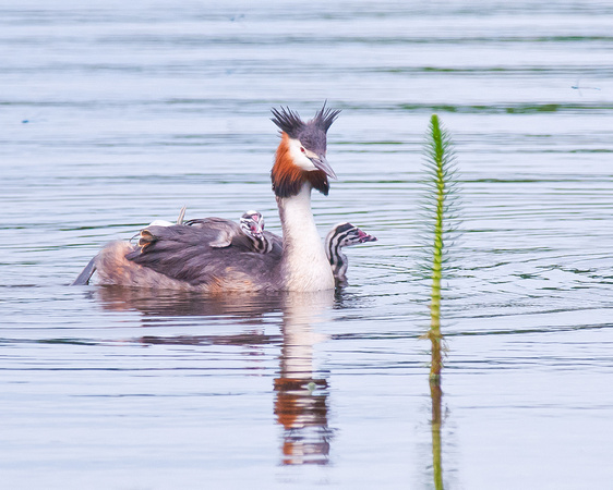 Great Crested Grebe with chicks