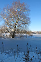 Lakeside tree in winter