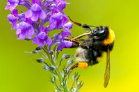 Bumblebee on linseed