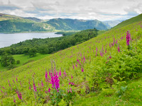 Hillside covered with Foxgloves