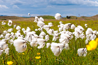 Cotton Grass, Holy Island