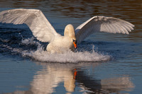 Mute Swan landing on water