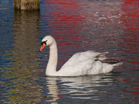 Mute Swan, River Thames