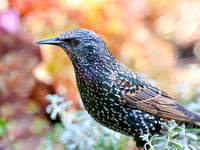 Starling - Autumn/Winter plumage