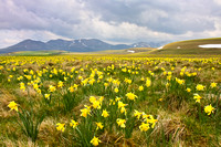 Wild daffodils, the Auvergne - 2