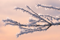 Ice crystals, early morning