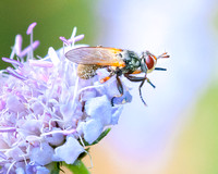 Fly on Small Scabious