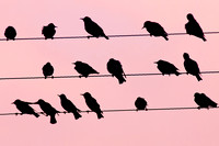 Birds on a wire - Sunset