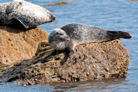 Young Common Seal, Kildonan - 2