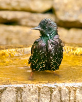Morning bath - Starling