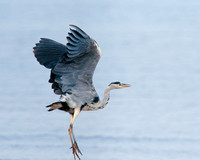 Grey Heron, Blackwaterfoot beach