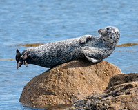 Adult Common Seal, Kildonan