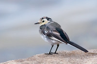 Pied Wagtail, Arran