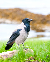 Hooded Crow, Mull