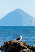 Great Black-backed Gull, Kildonan