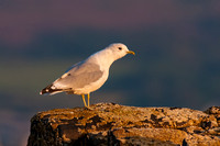 Common Gull, Blackwaterfoot, evening light