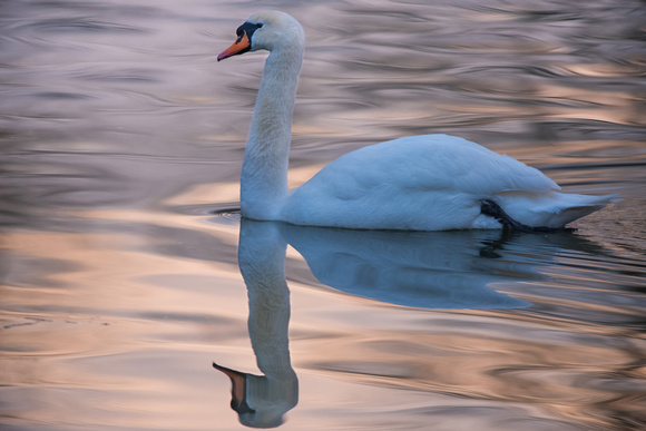 Mute Swan, first light