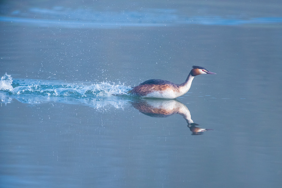 Great Crested Grebe - running on water