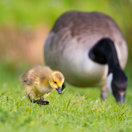 Canada Goose and gosling