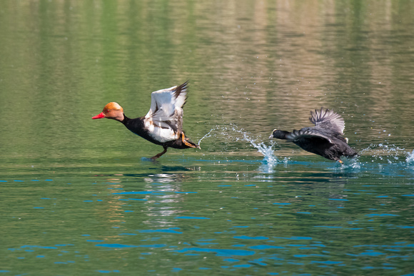 Coot chasing a Red-crested Pochard