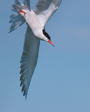Common Tern diving
