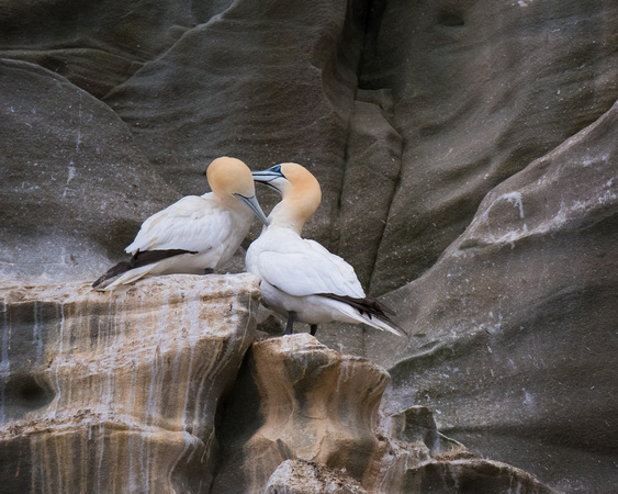 A pair of Gannets bonding