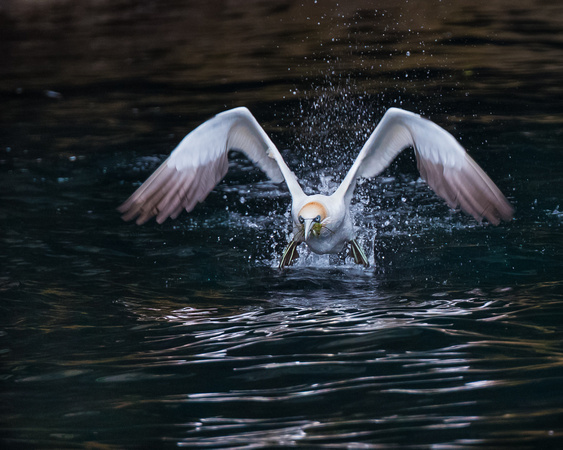 Gannet taking off, Noss, Shetland