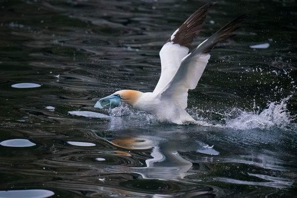 Gannet with plastic waste material