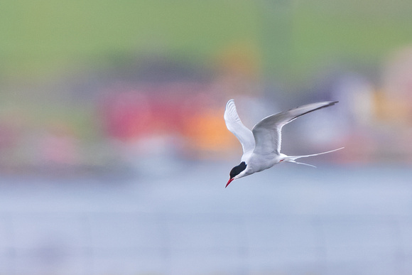 Arctic Tern in colourful surroundings