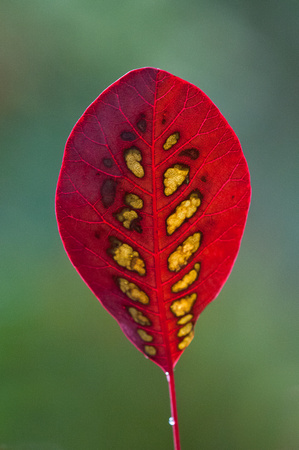 Smoke tree, Cotinus coggygria Royal Purple - autumn