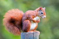 Red Squirrel, Isle of Arran