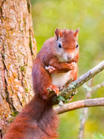 "I'm Cold" - Red Squirrel, Arran