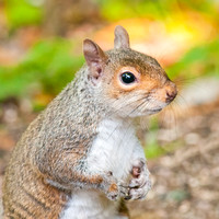 Grey Squirrel, Leighton Moss
