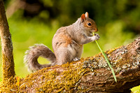 Grey Squirrel, Greystones Farm, Bourton-on-the-Water