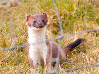 An inquisitive Stoat - 1