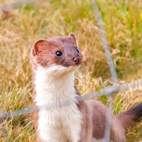 An inquisitive Stoat - 2