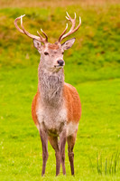 Red Deer, Lochranza