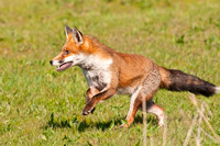 Fox running away from a nearby hunt