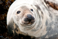 Grey Seal at close quarters